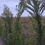 Look through the weeds to see Mr. 10 point.