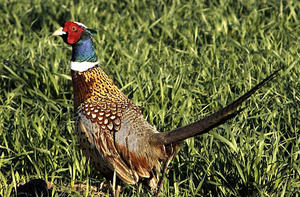 ringneck pheasant