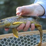 A Beautiful Brown Trout